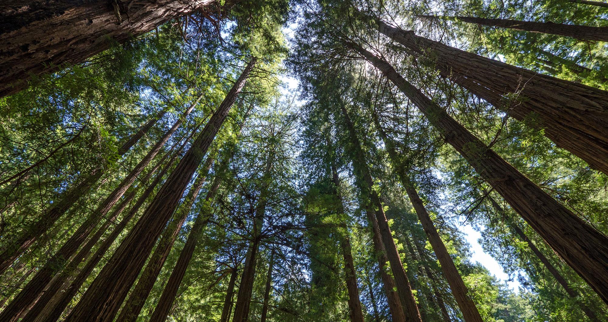 Large Trees