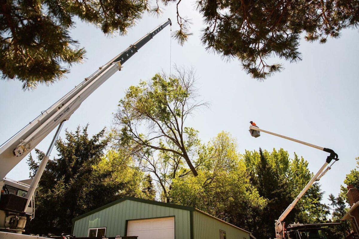 Crane used to remove large damaged tree at a home in Boise, Idaho