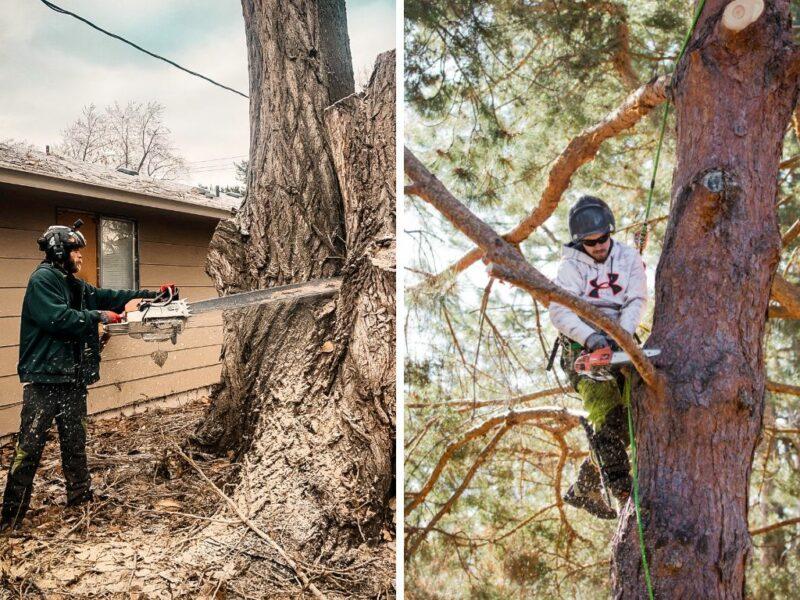 Tree removal - certified arborists in Boise, Idaho