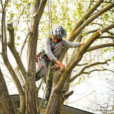 Tree Trimming in Boise, Idaho