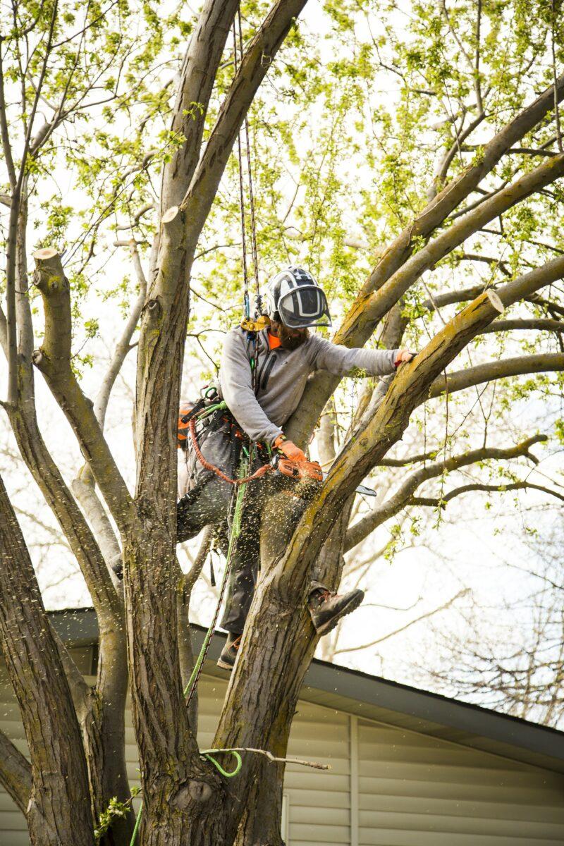 Tree Trimming in Boise, Idaho