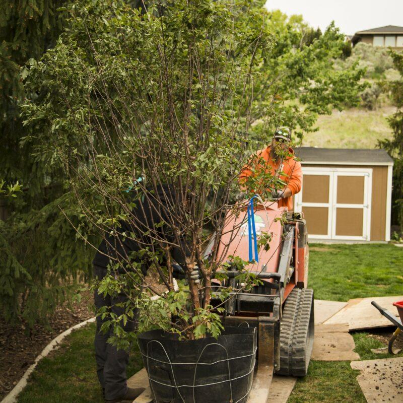 Tree Planting for home in Boise, Idaho