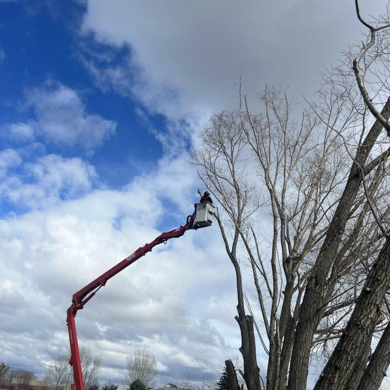 Large Tree Removal in Nampa, Idaho
