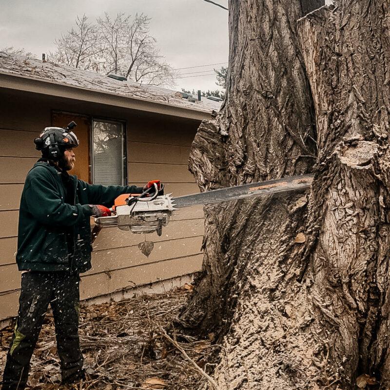 Certified Arborist Kevin H removes a large tree at a home in Boise, Idaho